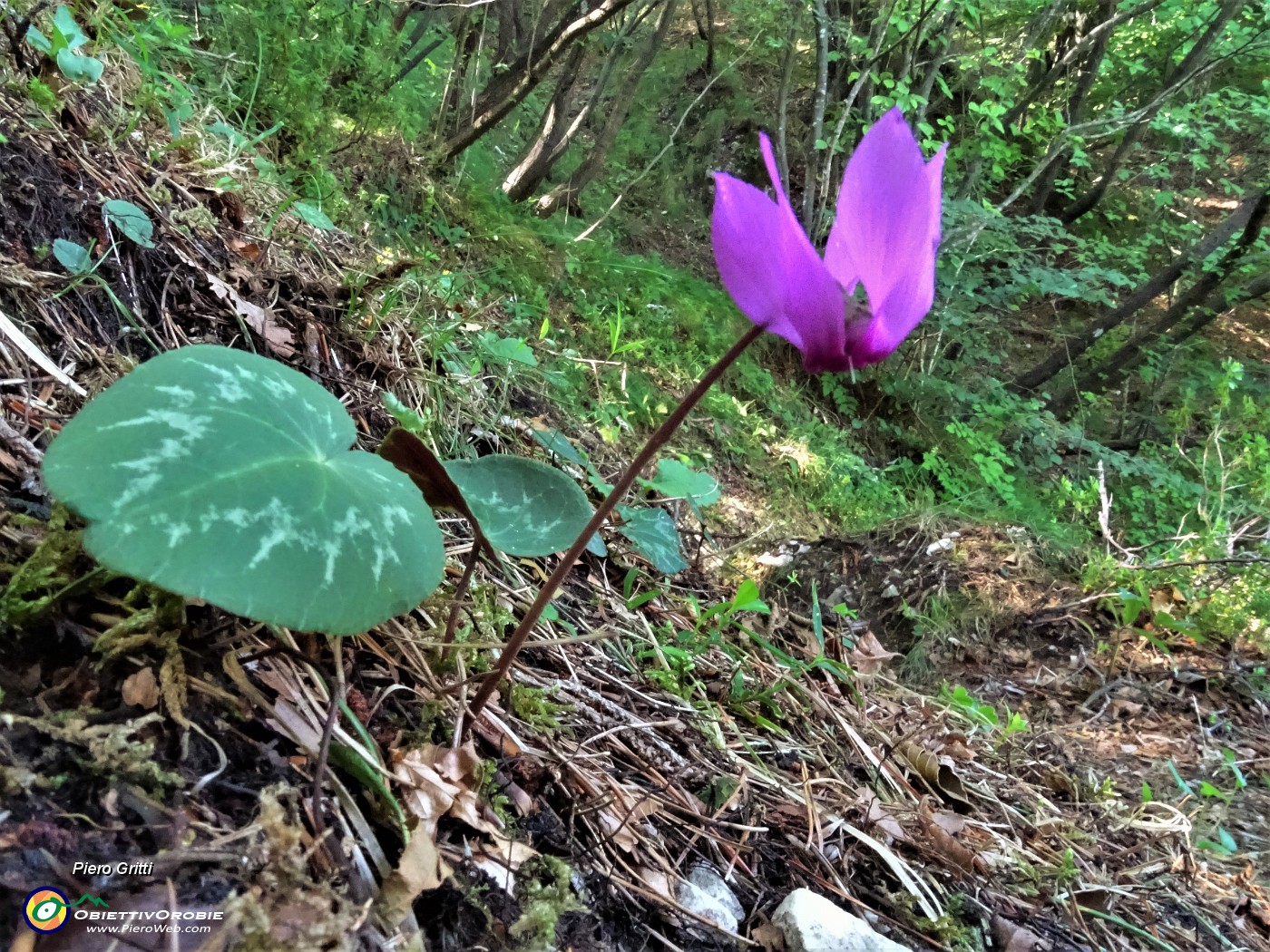 52 Sul sent. 561 ciclamini in fiore.JPG